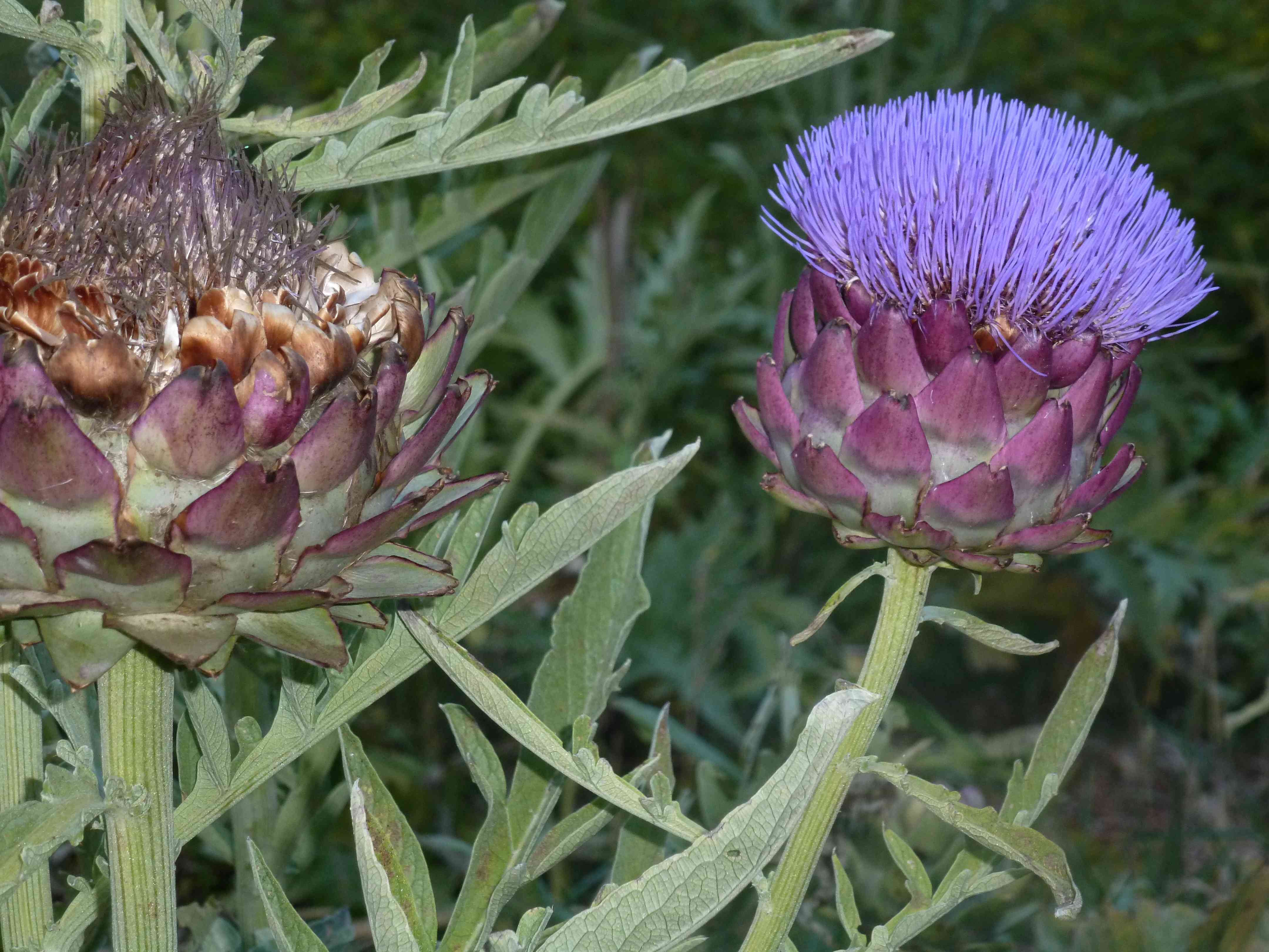 fleur artichaut Aizenay 2013