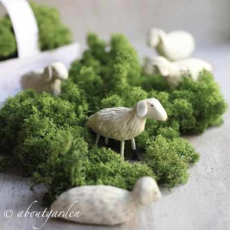 About garden Moutons et mousse