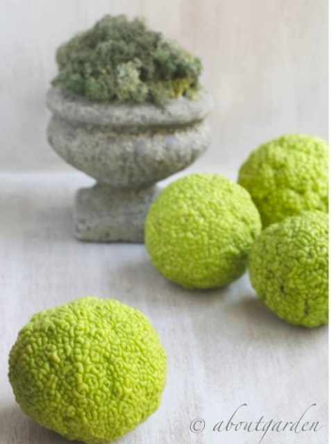 Aboutgarden Natural green ball Maclura pomifera