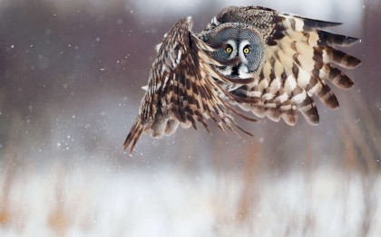 Chouette dans la neige -owl and snow- ListOfImages