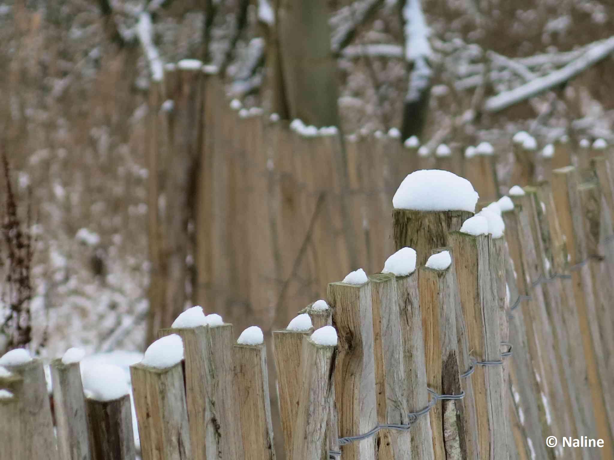 Piquets sous la neige BLOG NALINE 1