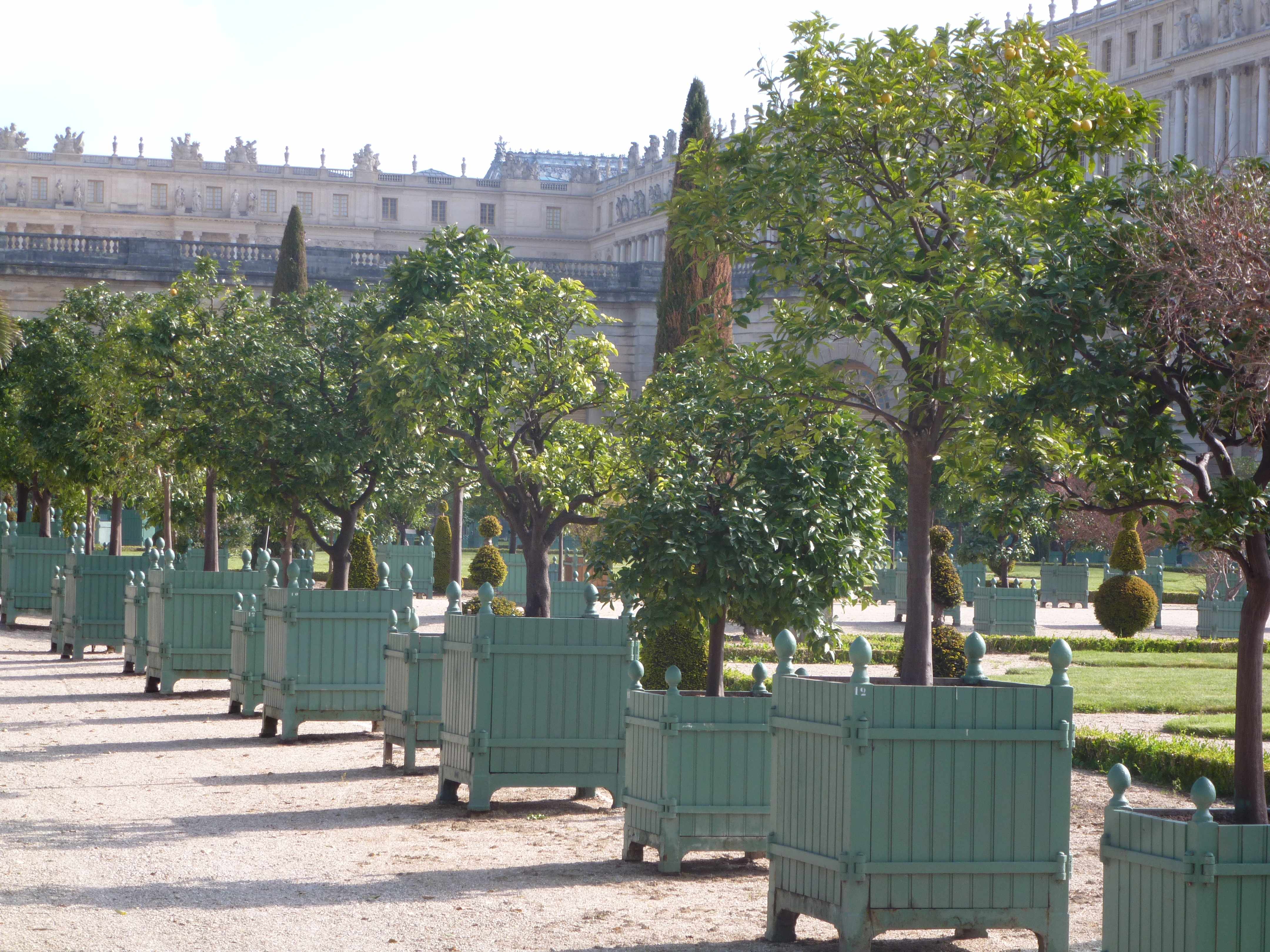 Versailles orangerie caisses agrumes 05-2013