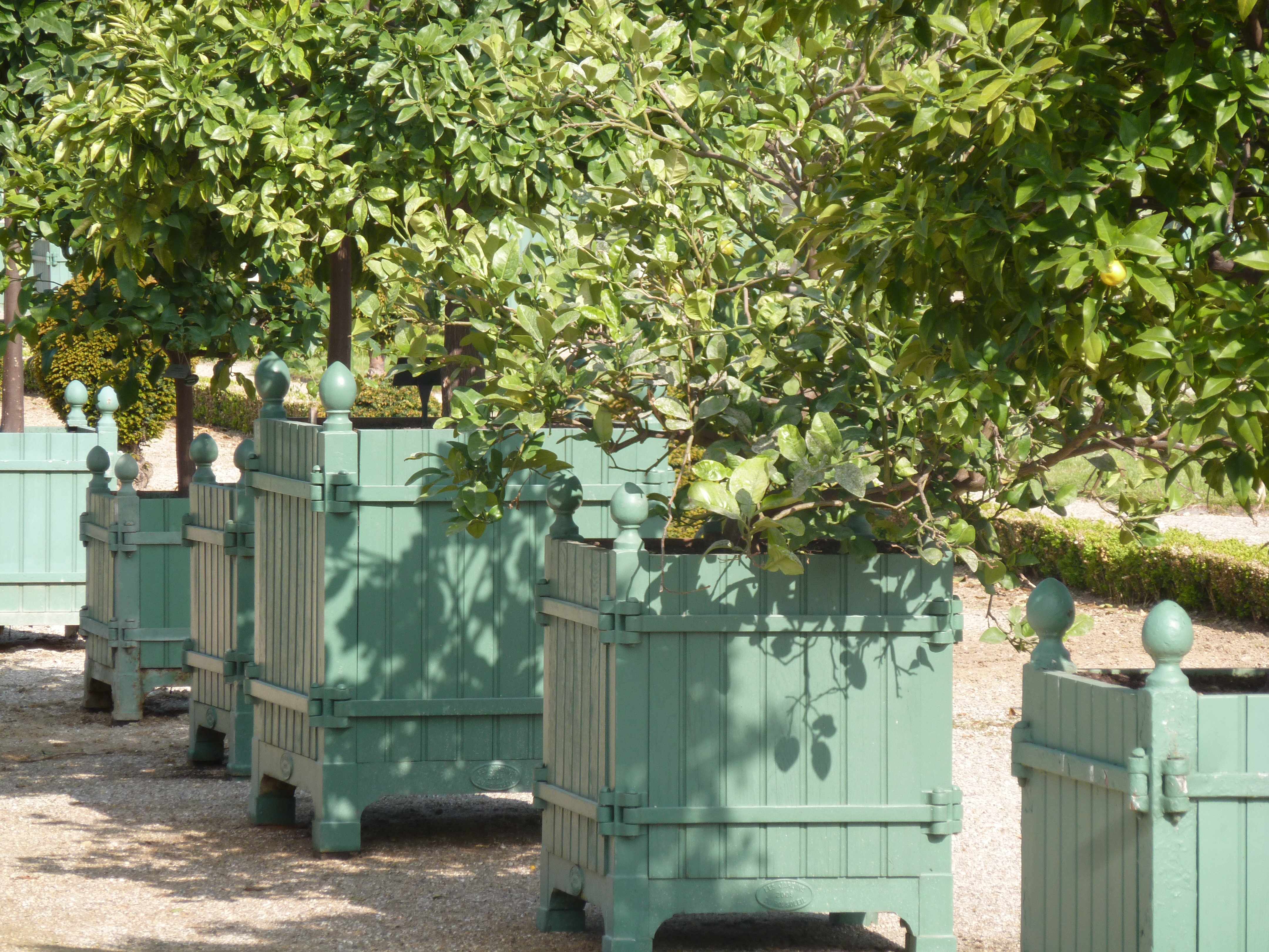 Versailles orangerie caisses citronniers 05-2013