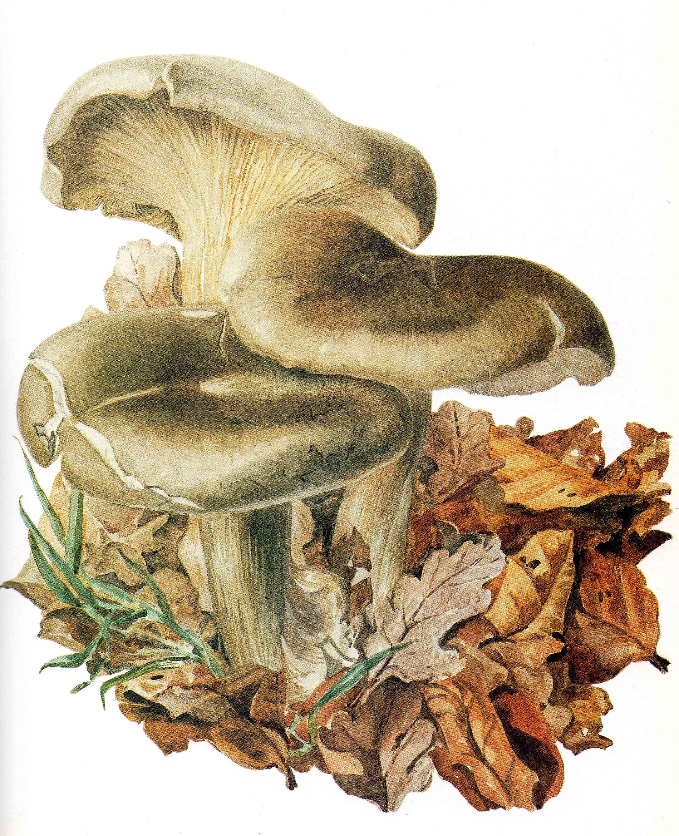 Illustration champignon Beatrix Potter