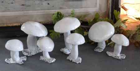 Mushroom Reves-d-argile 2011