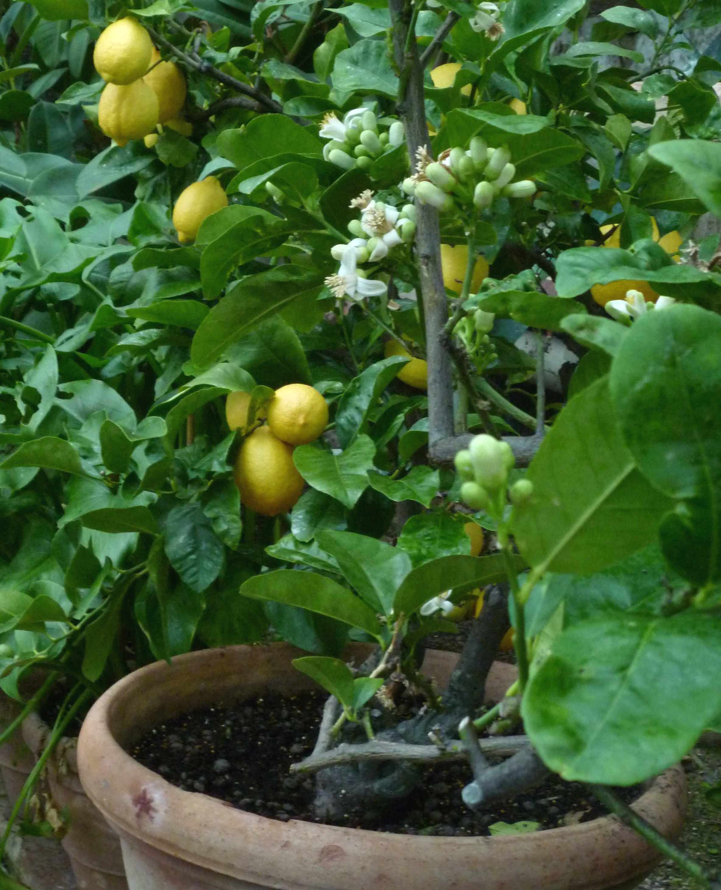 citronnier en Toscane