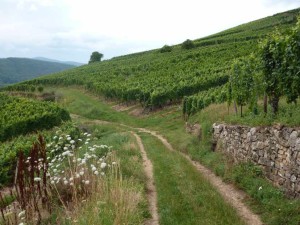 vignoble-alsace-2014