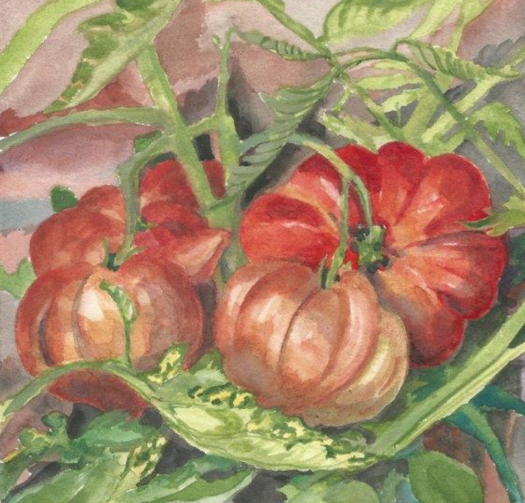 tomates aquarelle Aurore Janon