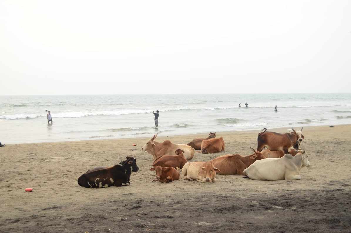 India vaches sur plage