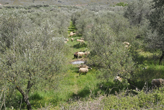 alimentation mediterraneenne moutons et oliviers Novoceram