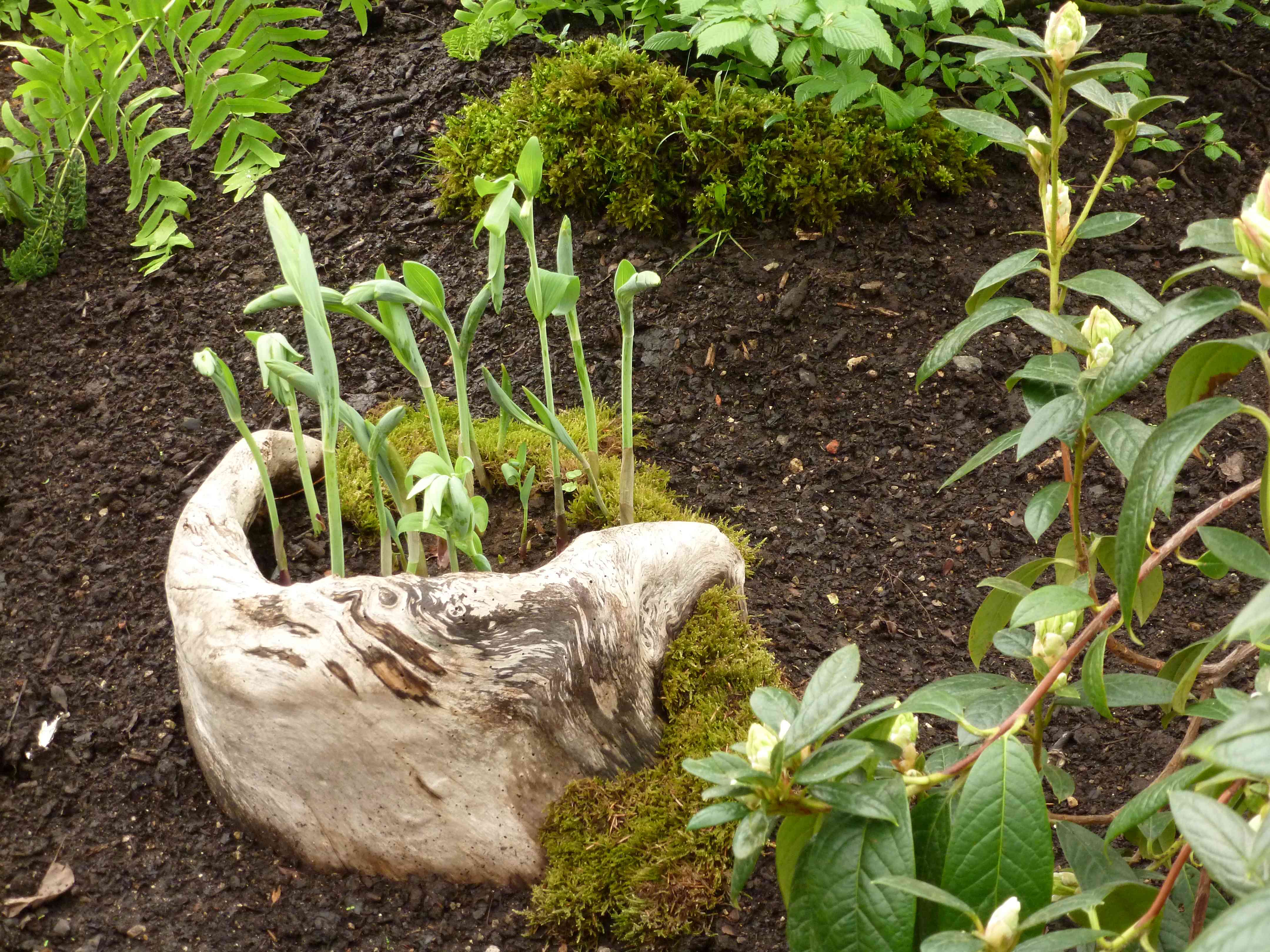 Bruxelles Serres Laeken 2015-04 mousse-racine-pot-fleurs