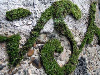 ecrire en mousse sur mur Le-pouvoir-des-fleurs