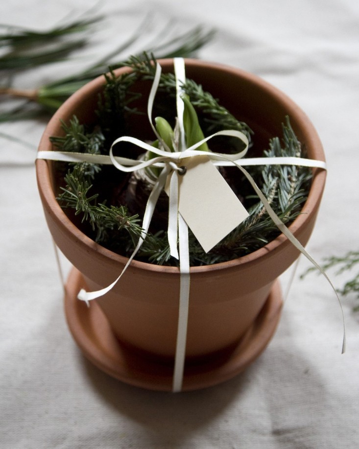 last-minute-gifts-Remodelista-amarilys-bulbe