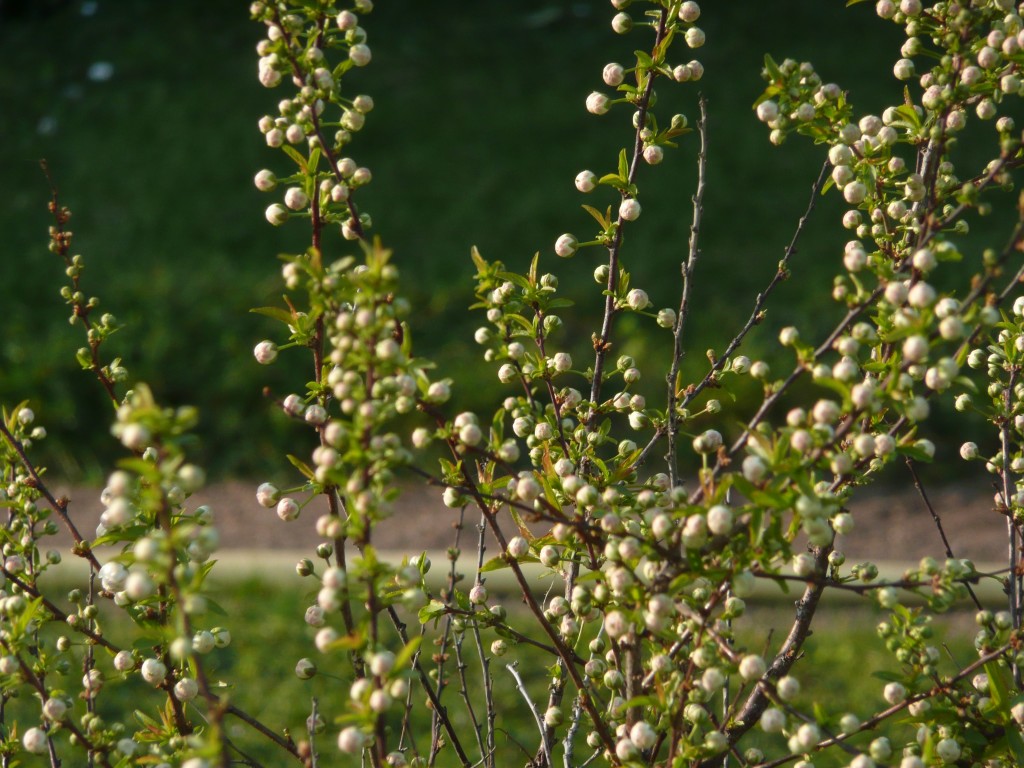 Jardin des plantes Paris 2011 Amandier du Japon