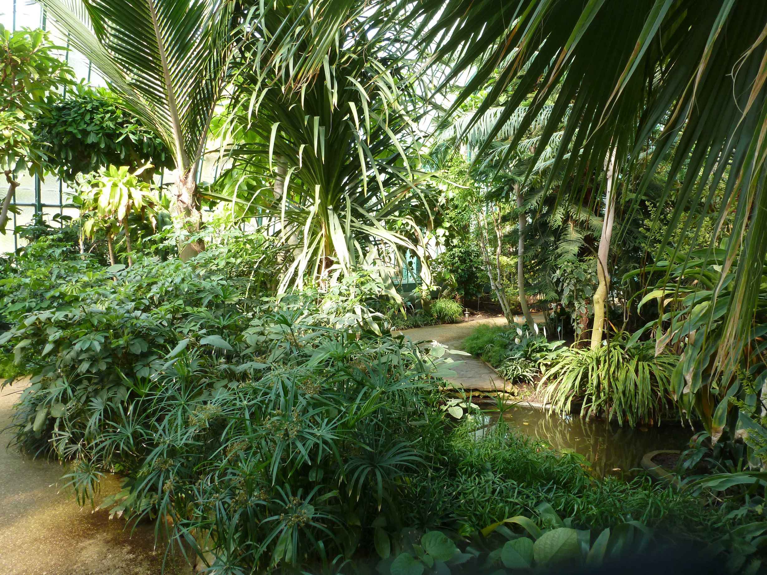 2016-06 Serres-d-Auteuil_serre-subtropicale-palmarium