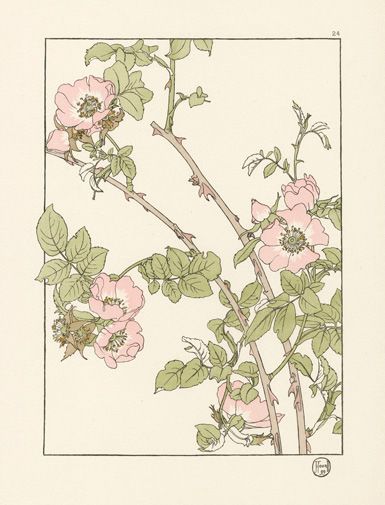foord-pochoir-flower-studies-1901
