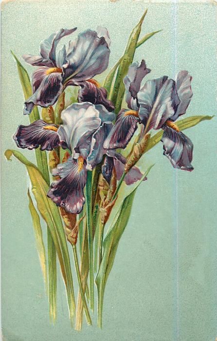 Iris pourpre carte postale 1907