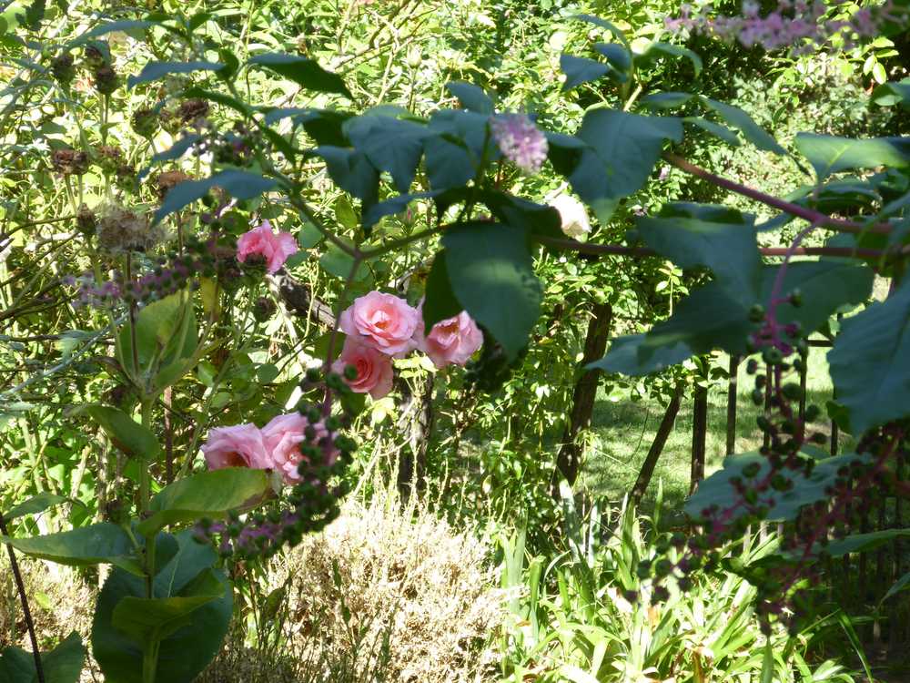 2017-08_Poitou_prieure_Laverre_Aslonnes_jardin_roses_anciennes