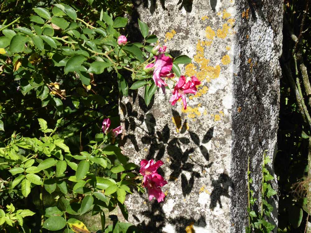  jardin_remarquable-Prieuré_Laverré_Vienne_roses_anciennes