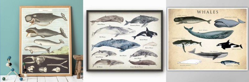 selection_Atouslesetages_affiches_baleines_especes